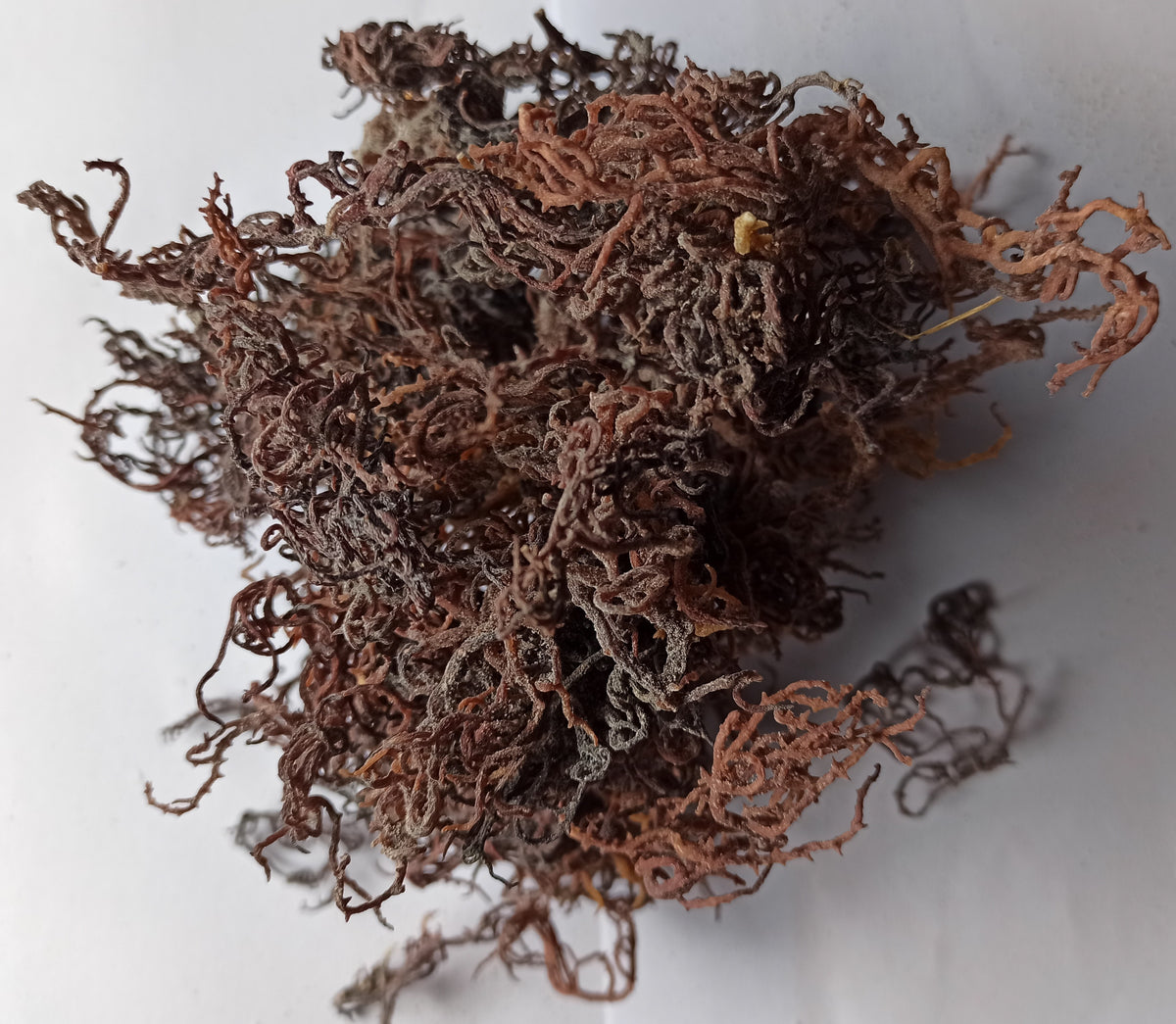 Zanzibar Purple Gracilaria Sea Moss Premium Quality - Bush Doctor