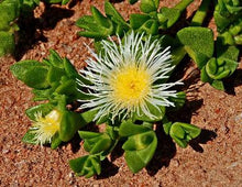Load image into Gallery viewer, Organic Kanna Powder Fermented Sceletium Tortuosum South Africa Whole plant
